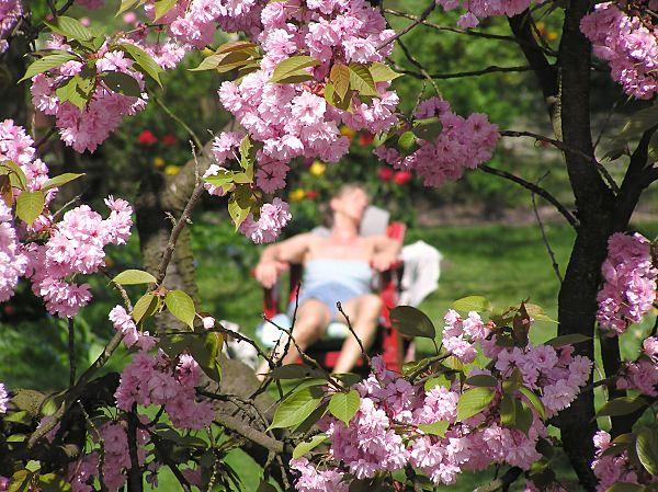 1950_04 Sonnenbad in der warmen Frühlingssonne unter blühenden Kirschbäumen. | Bilder vom Fruehling in Hamburg; Vol. 1